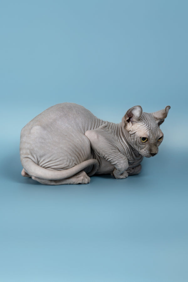 Pandora | Elf Sphynx Kitten