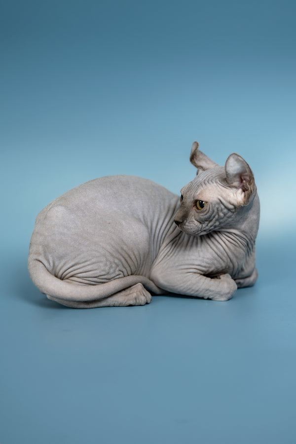 Pandora | Elf Sphynx Kitten