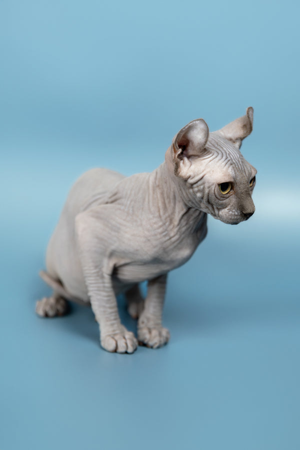 Pandora | Elf Sphynx Kitten