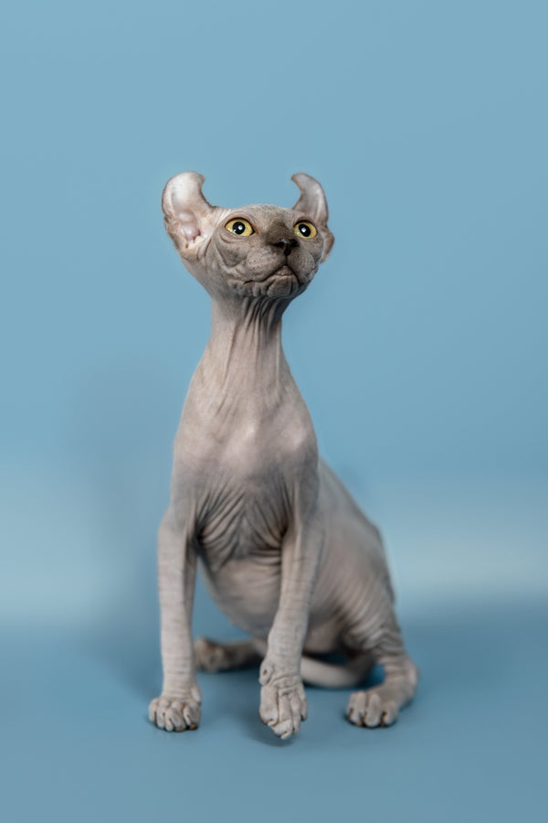 Pandora | Elf Sphynx Kitten