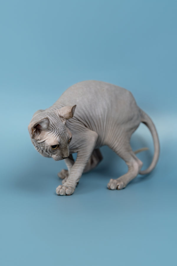 Pandora | Elf Sphynx Kitten