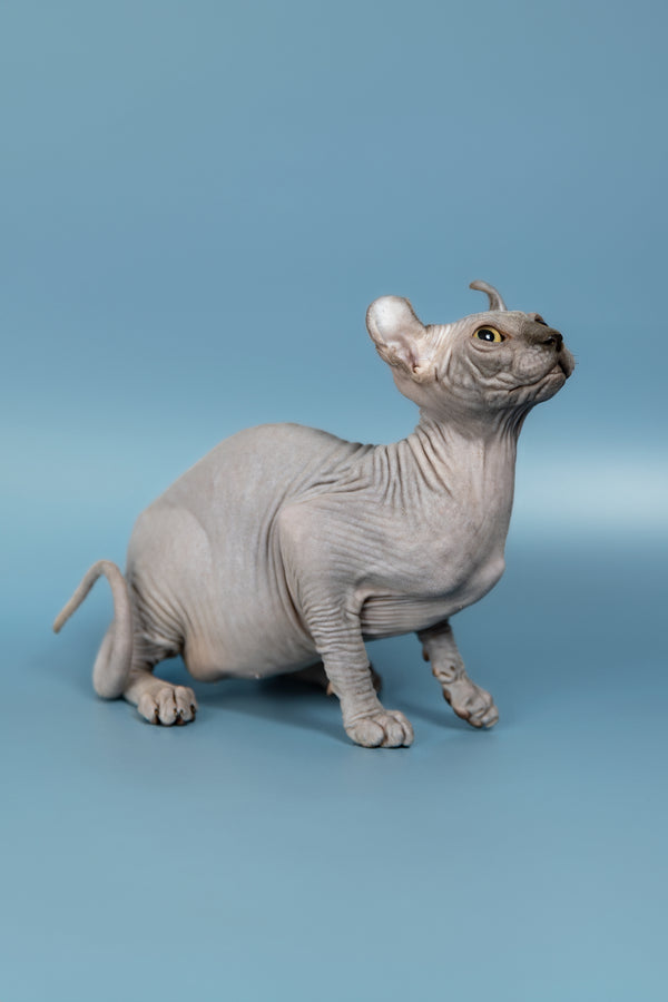 Pandora | Elf Sphynx Kitten