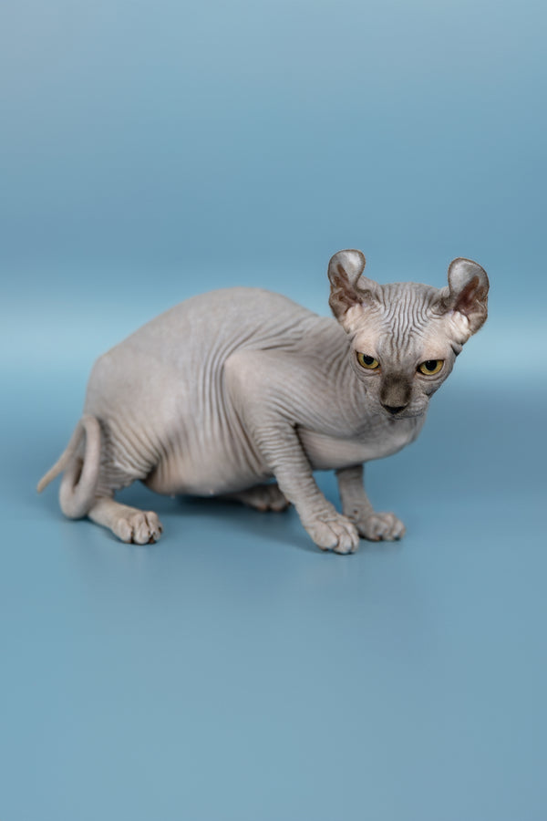 Pandora | Elf Sphynx Kitten