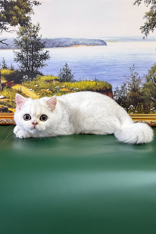 Dolce | British Shorthair Kitten