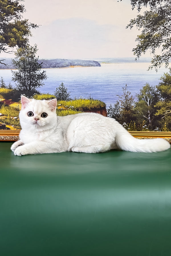 Dolce | British Shorthair Kitten