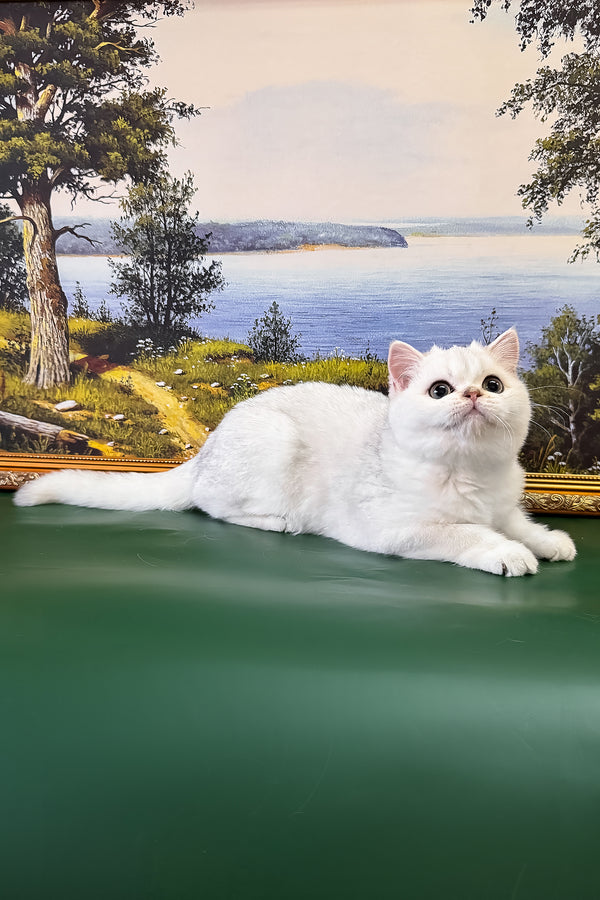 Dolce | British Shorthair Kitten
