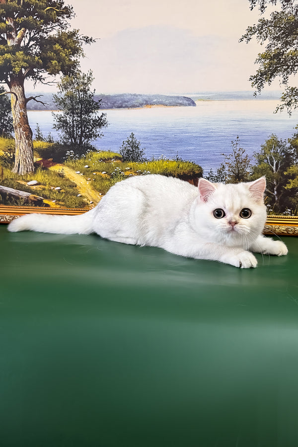 Dolce | British Shorthair Kitten