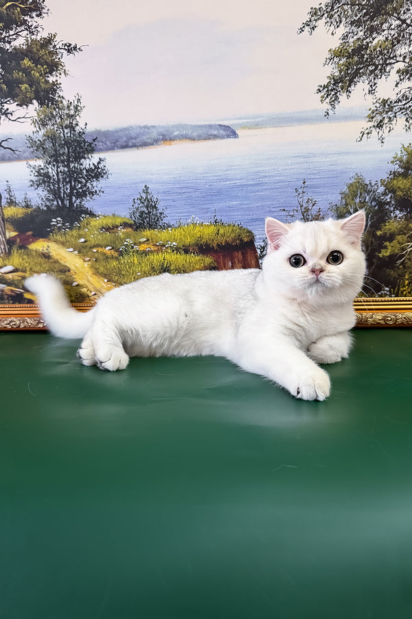 Dolce | British Shorthair Kitten