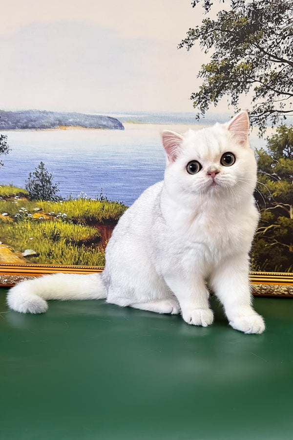 Dolce | British Shorthair Kitten