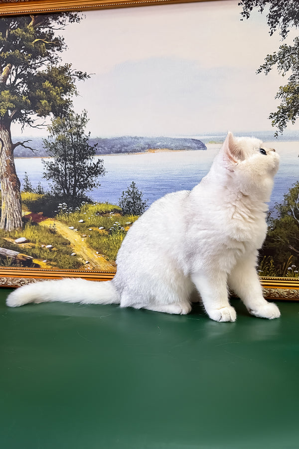 Dolce | British Shorthair Kitten
