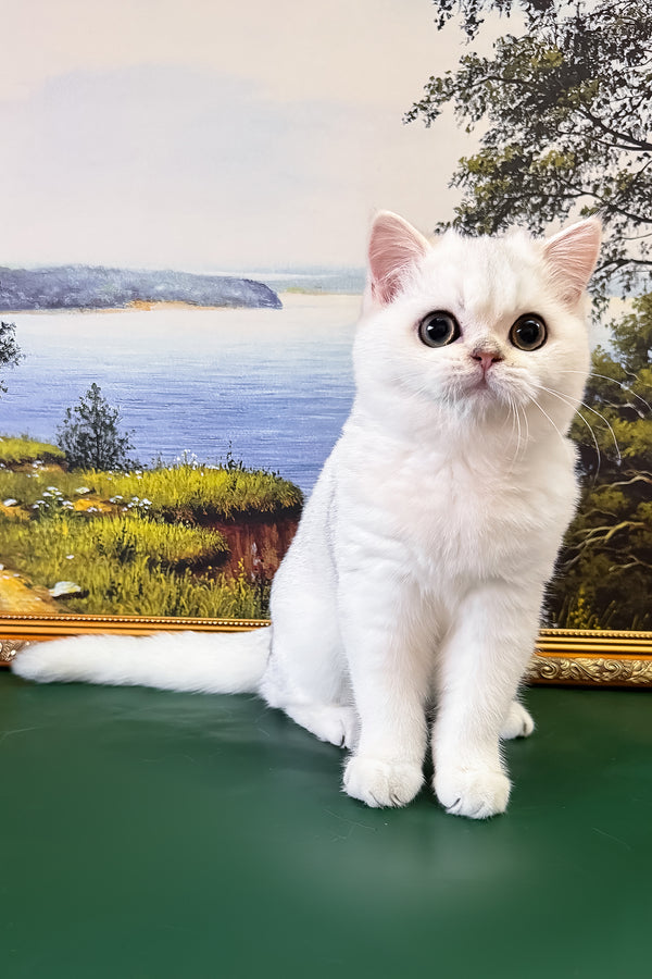 Dolce | British Shorthair Kitten