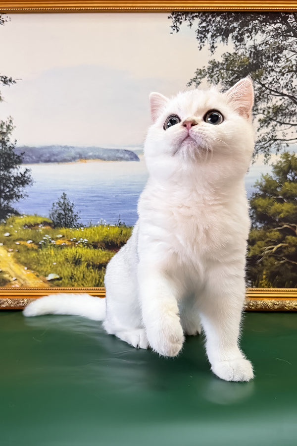 Dolce | British Shorthair Kitten