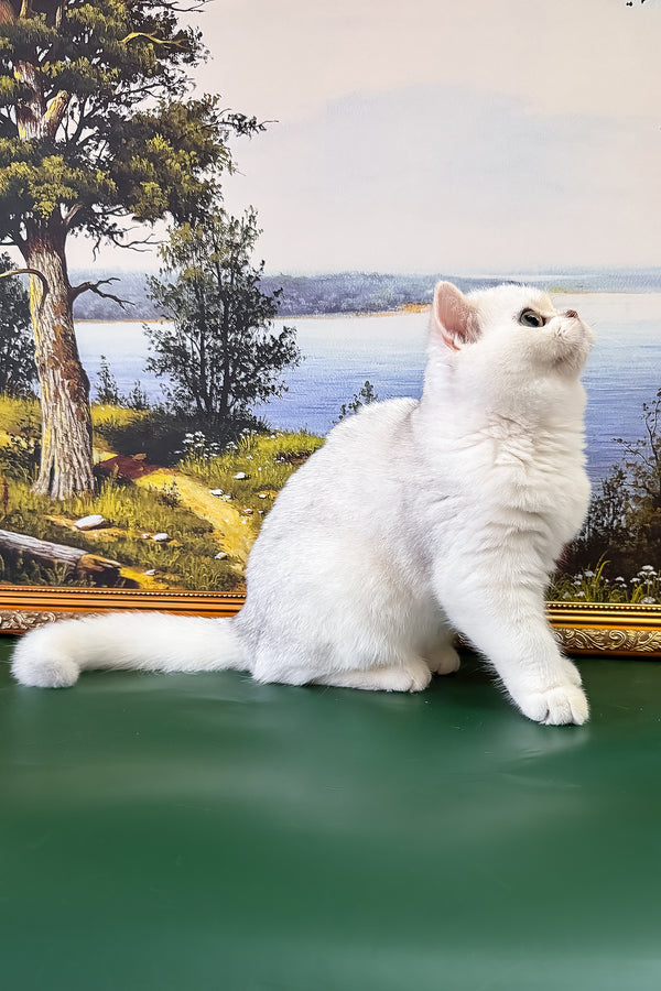 Dolce | British Shorthair Kitten