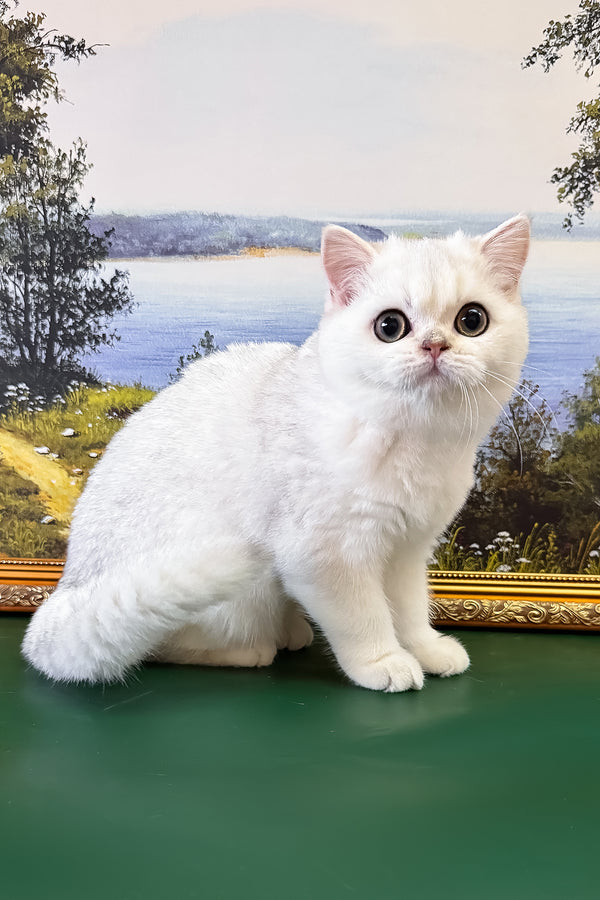 Dolce | British Shorthair Kitten