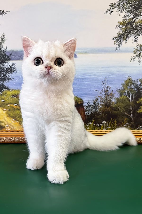 Dolce | British Shorthair Kitten