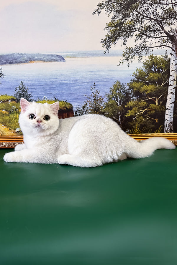 Dolce | British Shorthair Kitten