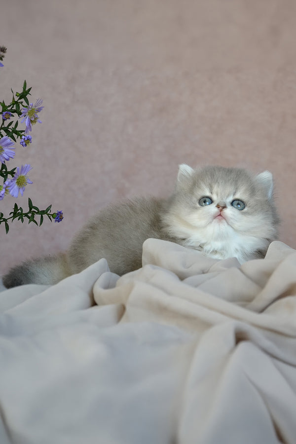 Elis | British Longhair Kitten