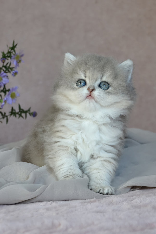 Elis | British Longhair Kitten