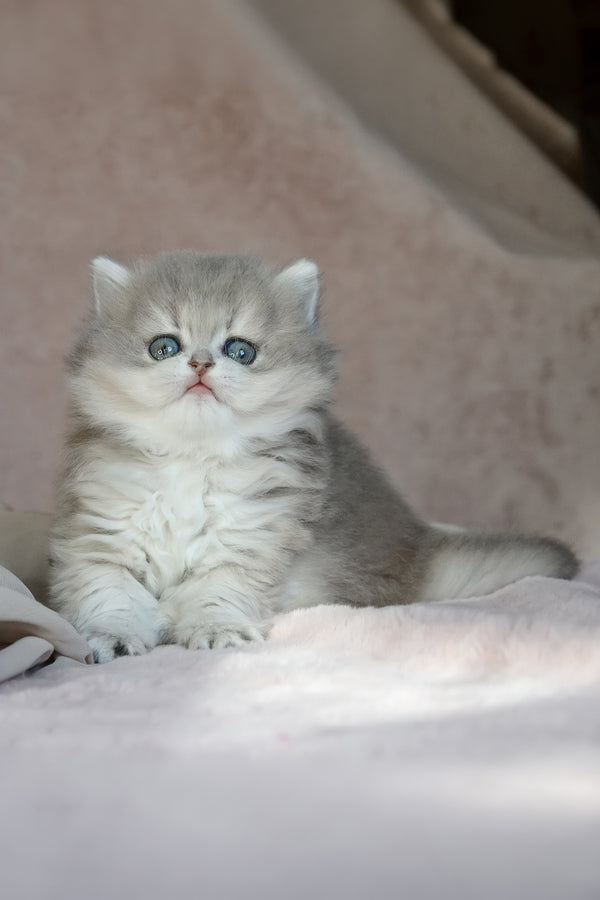Elis | British Longhair Kitten