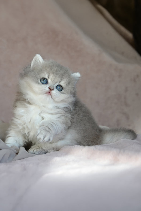 Elis | British Longhair Kitten