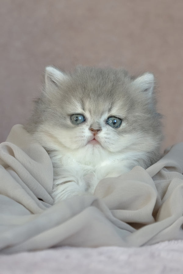 Elis | British Longhair Kitten