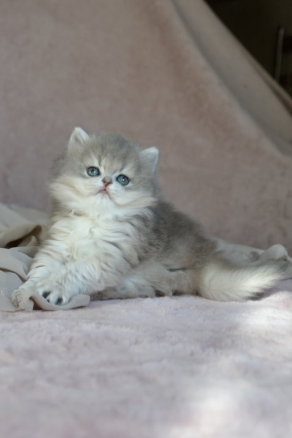 Elis | British Longhair Kitten