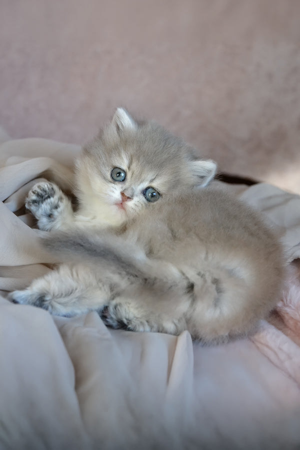 Elis | British Longhair Kitten