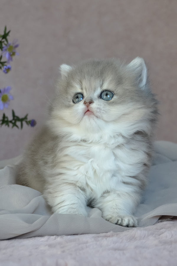 Elis | British Longhair Kitten
