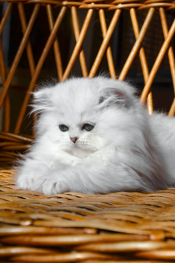 Nikki | British Longhair Kitten