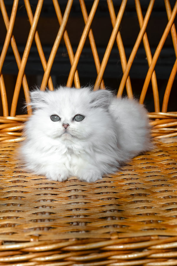 Nikki | British Longhair Kitten