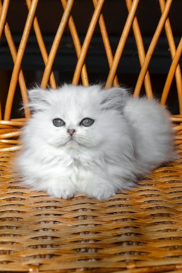 Nikki | British Longhair Kitten