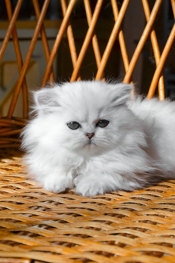Nikki | British Longhair Kitten