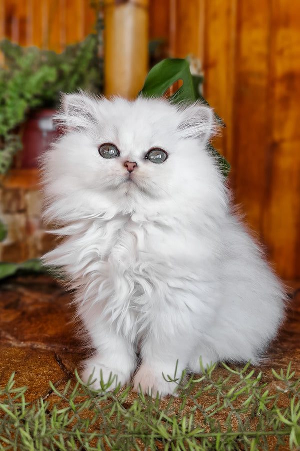 Nikki | British Longhair Kitten