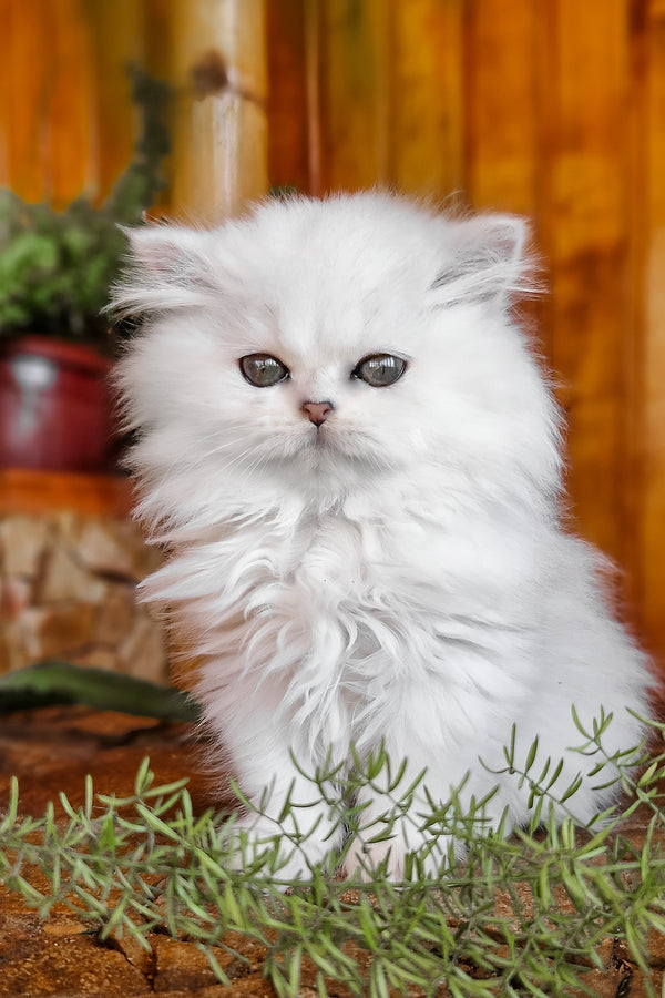 Nikki | British Longhair Kitten