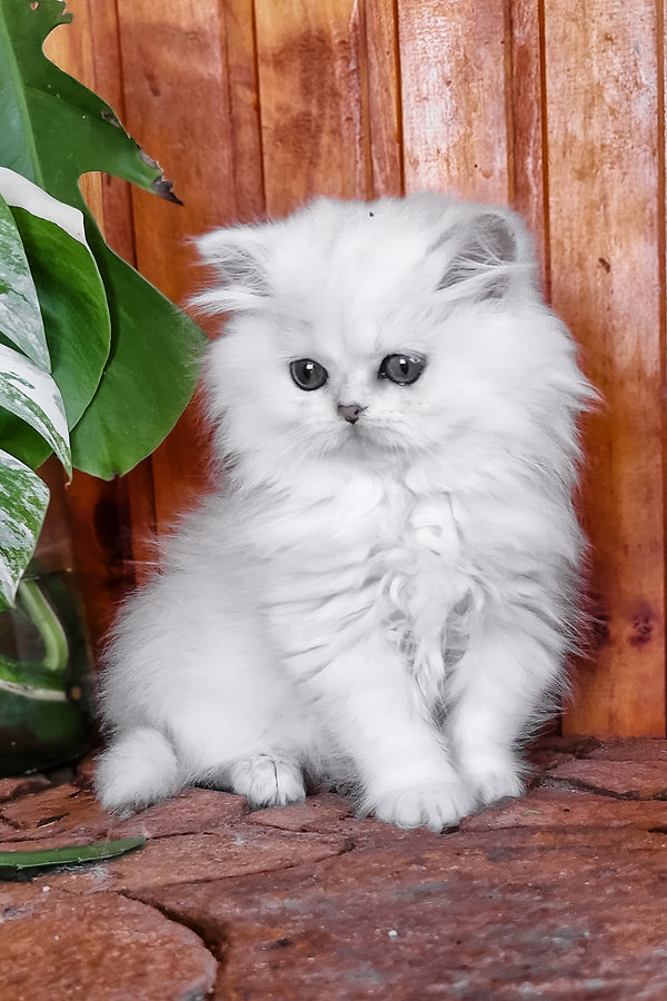 Nikki | British Longhair Kitten