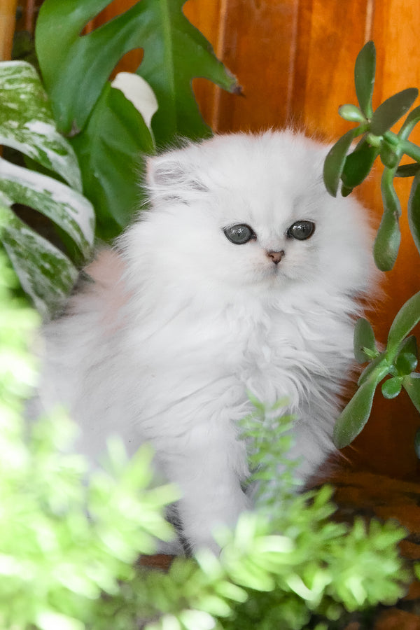 Nikki | British Longhair Kitten