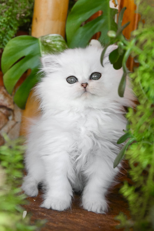 Nikki | British Longhair Kitten