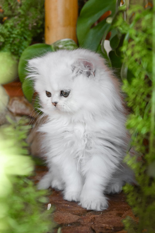 Nikki | British Longhair Kitten