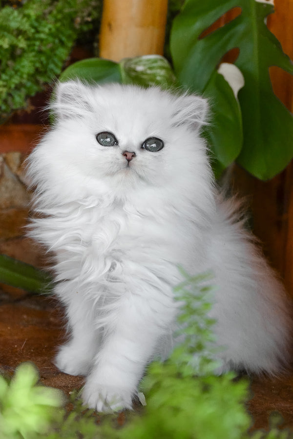 Nikki | British Longhair Kitten