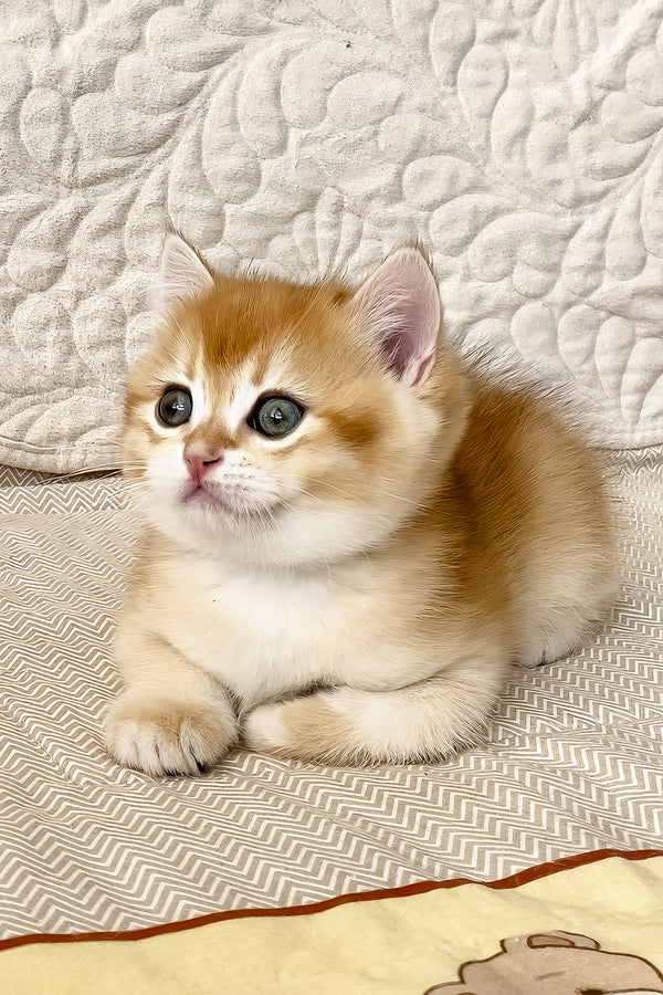 Siga | British Shorthair Kitten