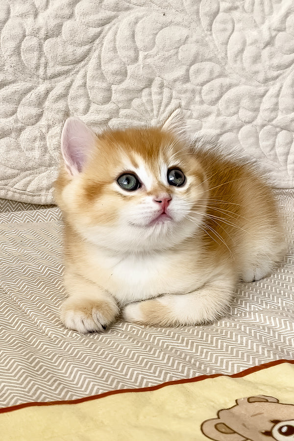 Siga | British Shorthair Kitten