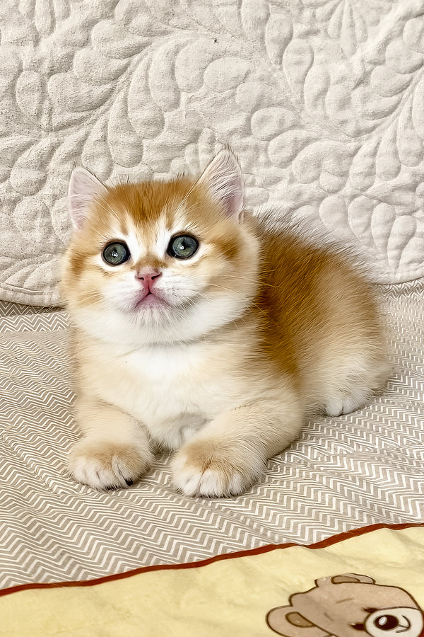 Siga | British Shorthair Kitten