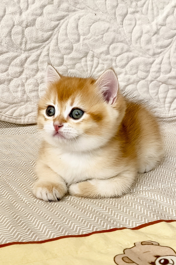 Siga | British Shorthair Kitten