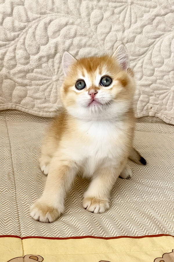 Siga | British Shorthair Kitten
