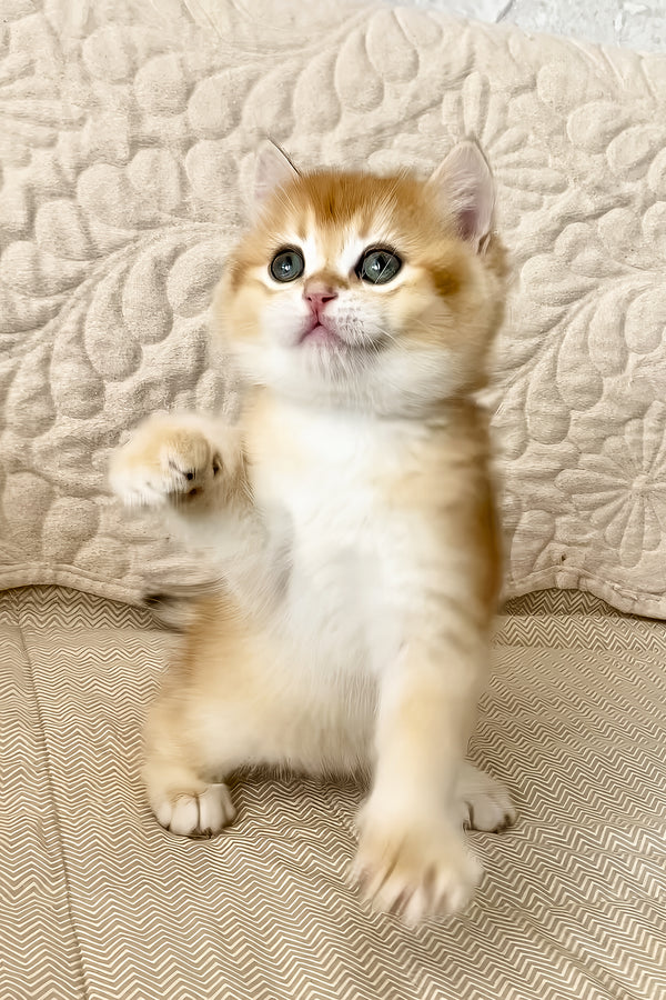 Siga | British Shorthair Kitten
