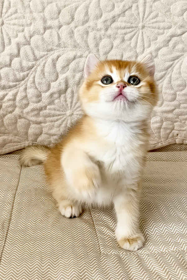 Siga | British Shorthair Kitten