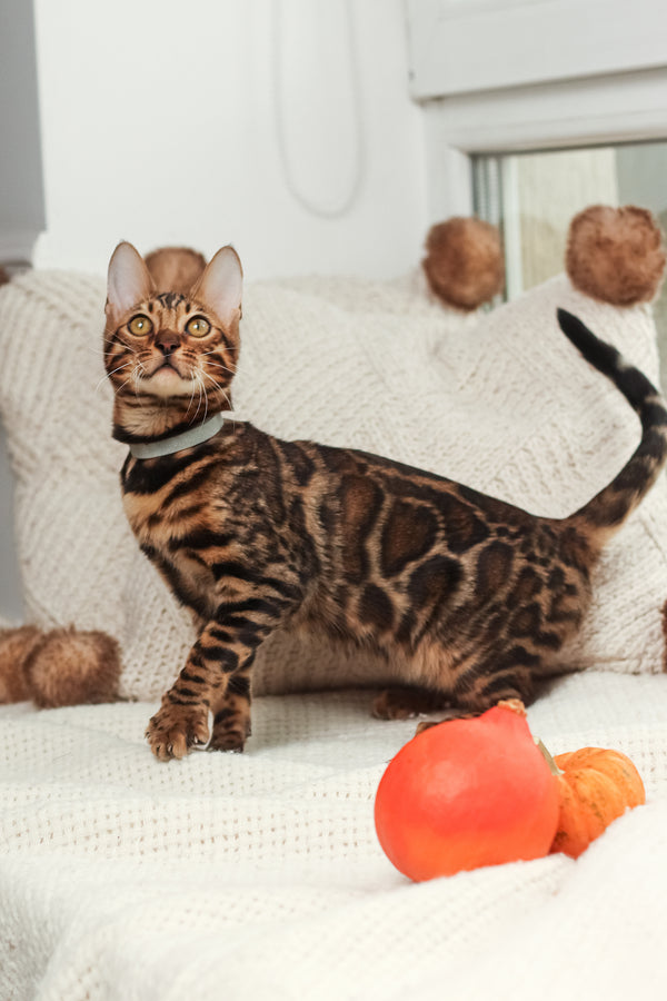 Luke | Bengal Kitten