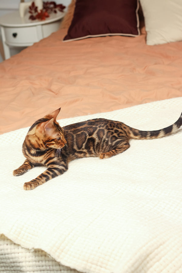 Luke | Bengal Kitten