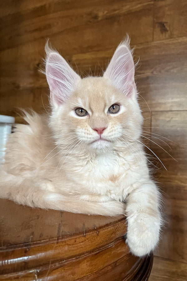 Richi | Maine Coon Kitten