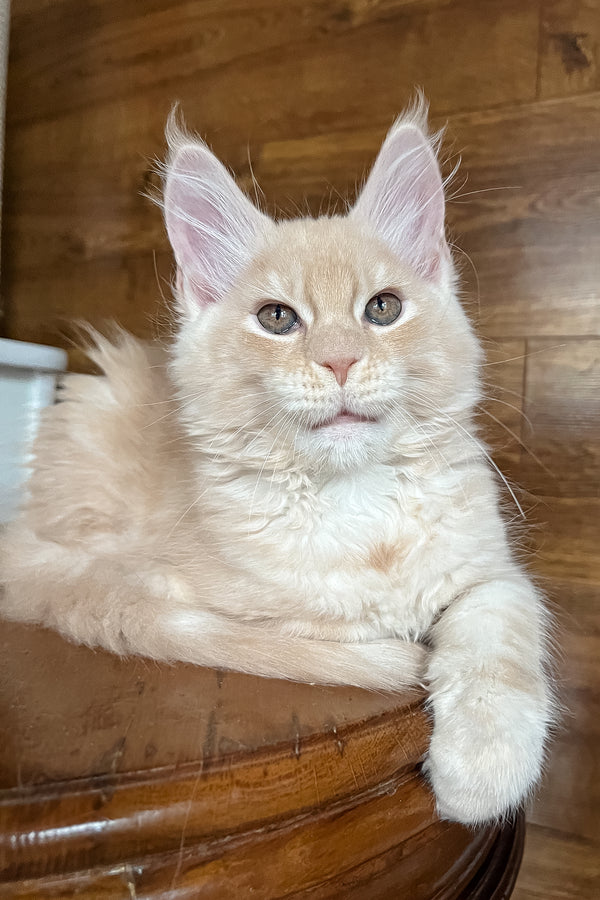 Richi | Maine Coon Kitten